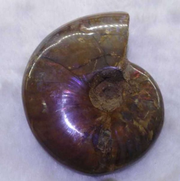 nao-ammonite-fossils-sea-creatures-1580300793534.jpg