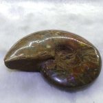 nao-ammonite-fossils-sea-creatures-1580302122132.jpg
